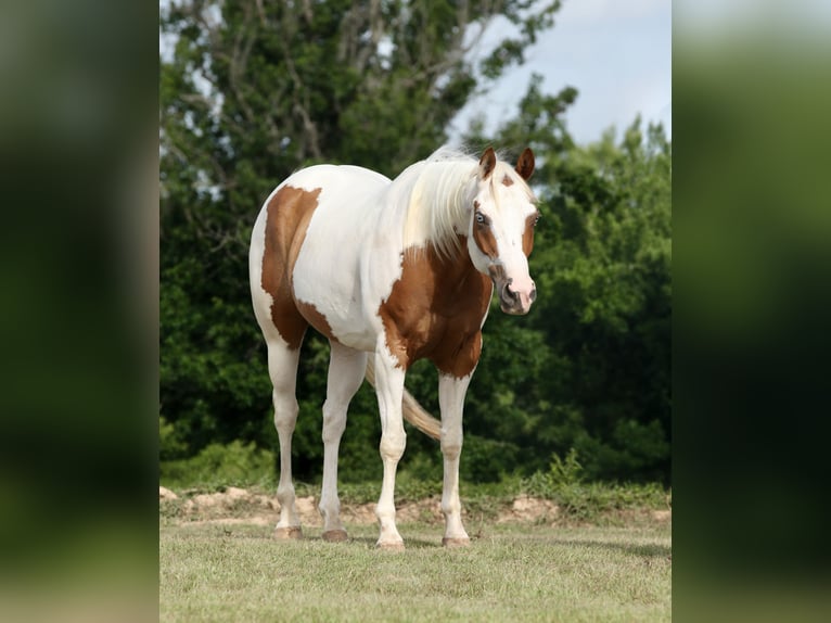 Pintos Caballo castrado 7 años Pío in Athens