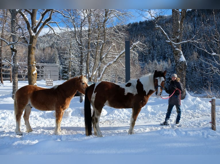 Pintos Mestizo Caballo castrado 8 años 150 cm in Gallzein