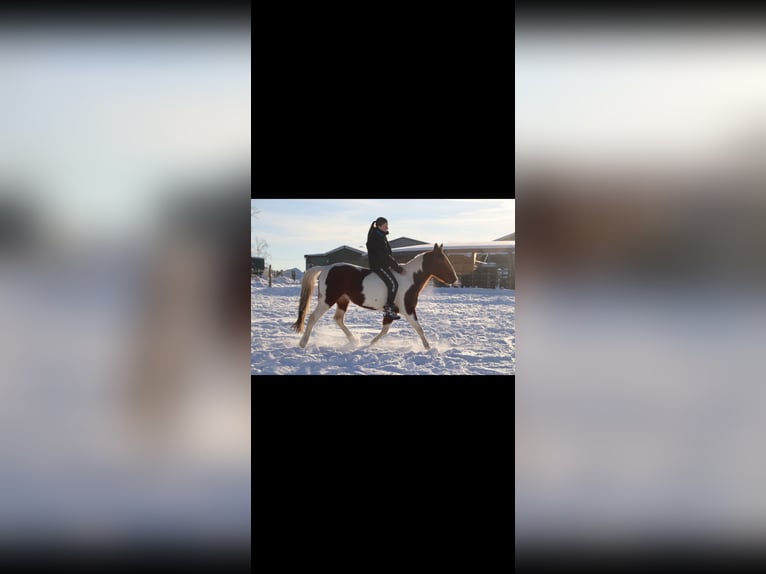Pintos Mestizo Caballo castrado 8 años 150 cm Pío in Overath