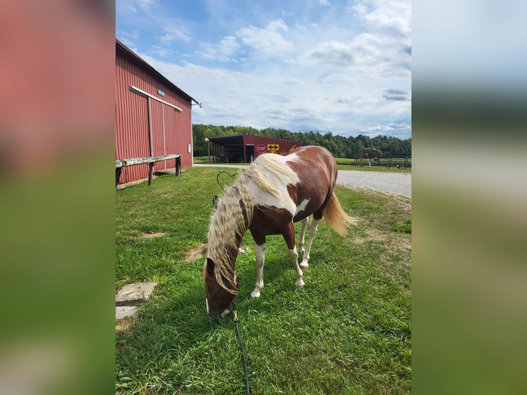 Pintos Mestizo Caballo castrado 8 años 152 cm Alazán-tostado in Lagro, IN