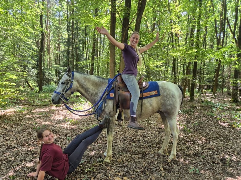 Pintos Caballo castrado 8 años 152 cm Pío in Linkenbach