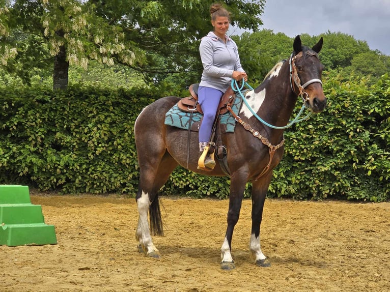 Pintos Caballo castrado 8 años 156 cm Pío in Linkenbach