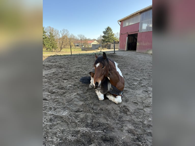 Pintos Mestizo Caballo castrado 8 años 158 cm Pío in SeevetalSeevetal