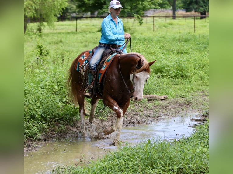 Pintos Mestizo Caballo castrado 9 años 152 cm Pío in Athens