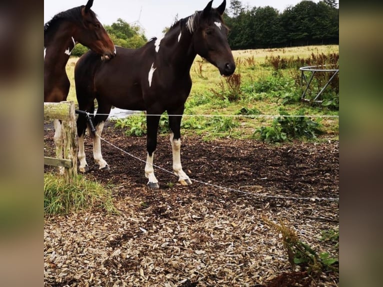 Pintos Caballo castrado 9 años 162 cm Pío in Wanderup