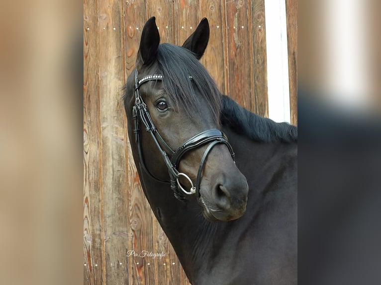 Pintos Caballo castrado 9 años 168 cm Negro in Leverkusen