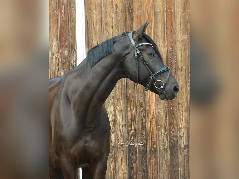 Pintos Caballo castrado 9 años 168 cm Negro in Leverkusen