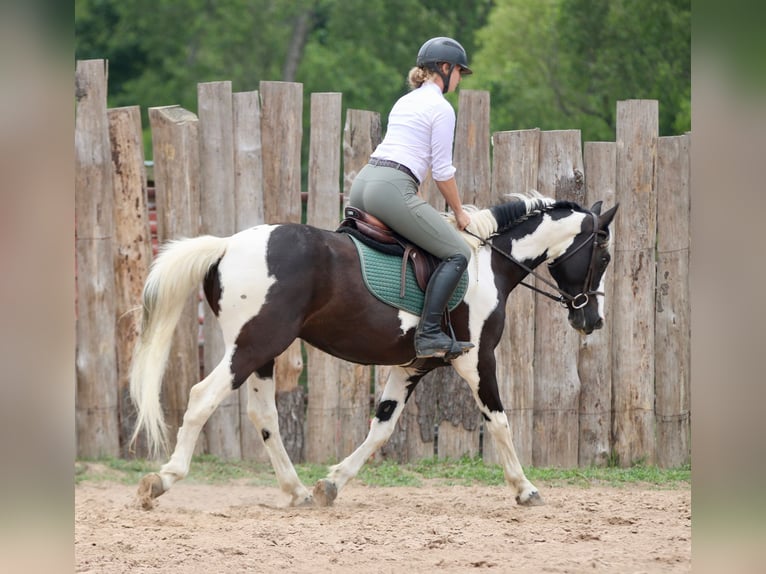 Pintos Caballo castrado 9 años Pío in Athens