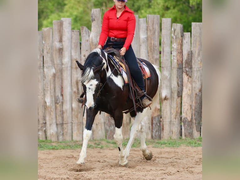 Pintos Caballo castrado 9 años Pío in Athens
