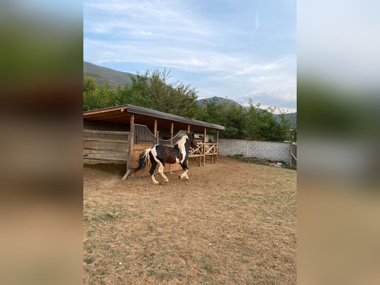 Pintos Croisé Étalon 10 Ans 155 cm Pinto in Tetovo