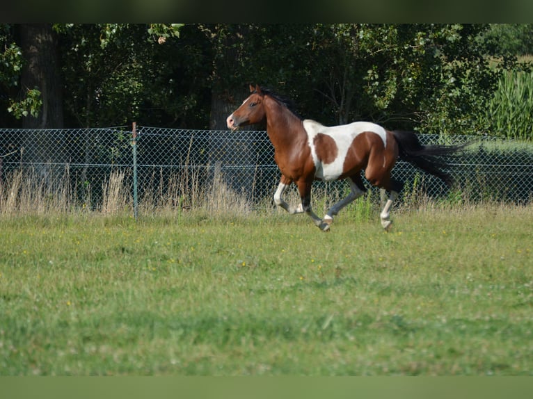 Pintos Étalon 15 Ans 153 cm Tobiano-toutes couleurs in Gavere