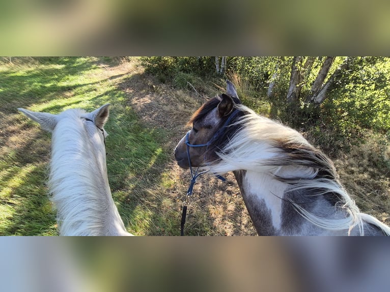 Pintos Croisé Étalon 1 Année 135 cm Peut devenir gris in Gnarrenburg