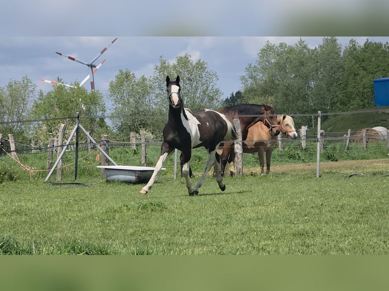 Pintos Croisé Étalon 1 Année 168 cm Pinto in Jürgenshagen