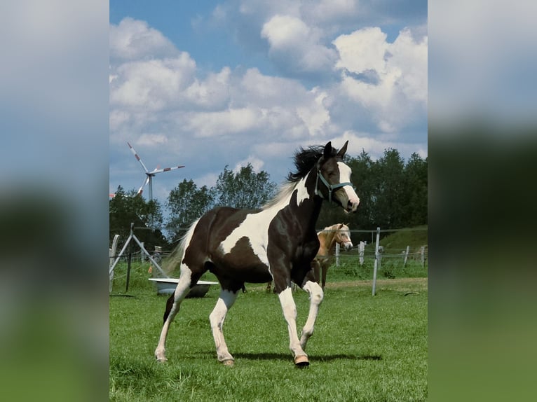 Pintos Croisé Étalon 1 Année 168 cm Pinto in Jürgenshagen