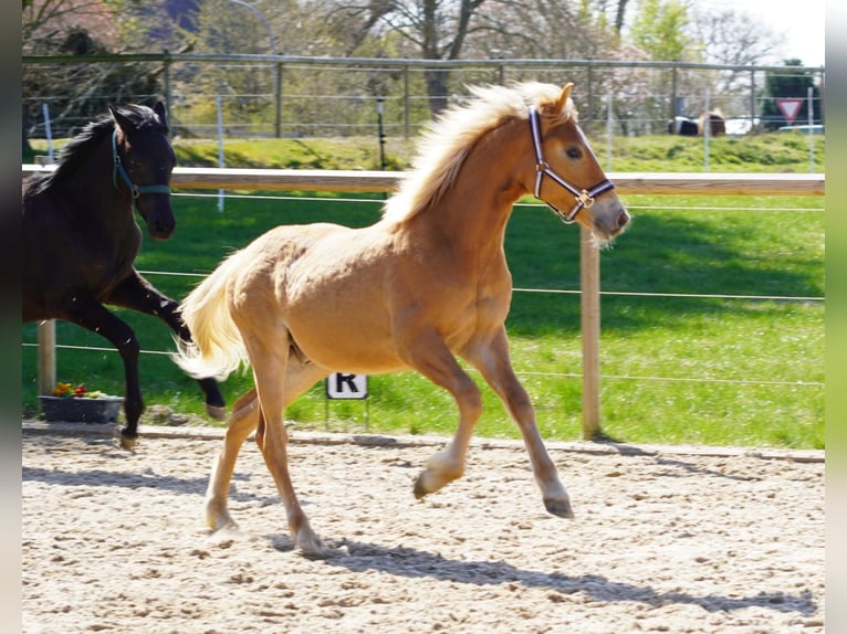 Pintos Croisé Étalon 1 Année Alezan in Oetjendorf/Hoisdorf
