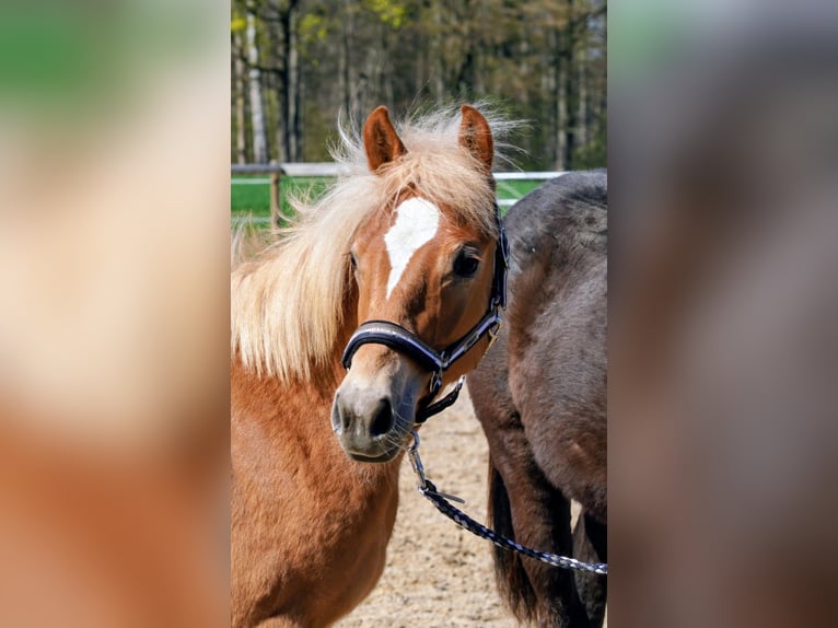 Pintos Croisé Étalon 1 Année Alezan in Oetjendorf/Hoisdorf