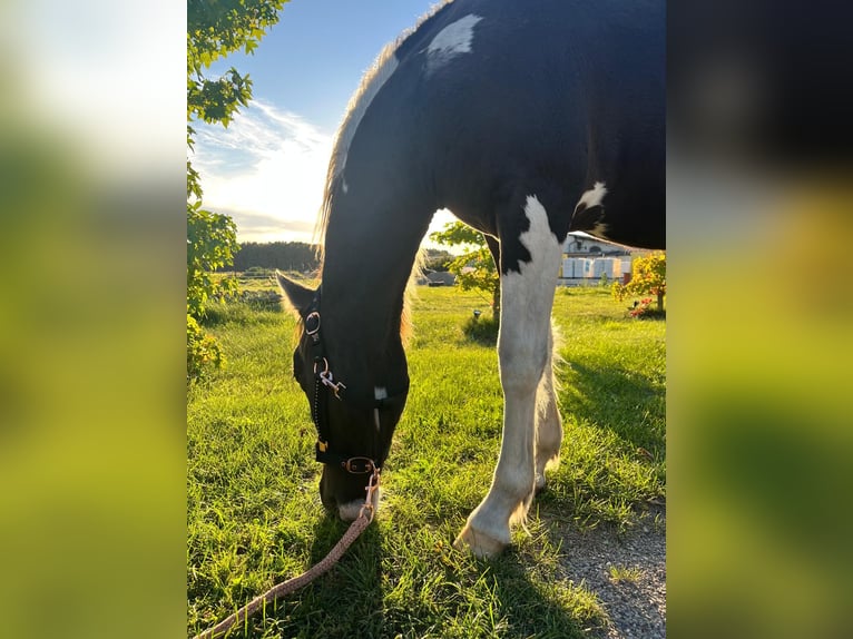 Pintos Croisé Étalon 2 Ans 150 cm Pinto in Wilhelmsburg