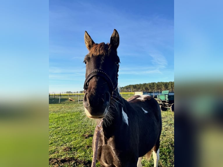 Pintos Croisé Étalon 2 Ans 150 cm Pinto in Wilhelmsburg