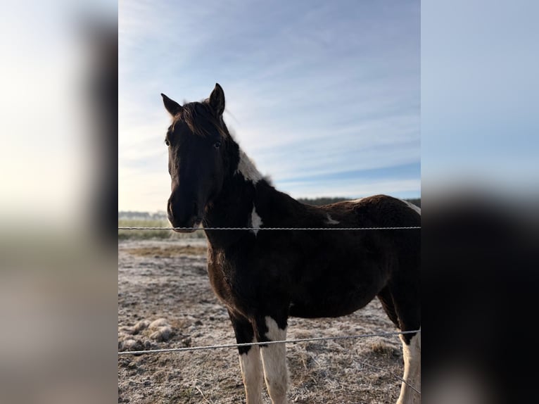 Pintos Croisé Étalon 2 Ans 150 cm Pinto in Wilhelmsburg
