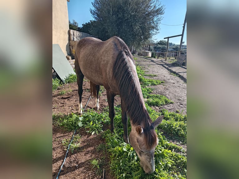 Pintos Croisé Étalon 3 Ans 148 cm Rouan Rouge in Siracusa