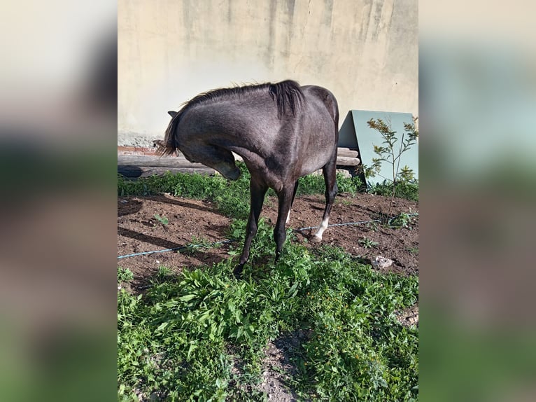 Pintos Croisé Étalon 3 Ans 148 cm Rouan Rouge in Siracusa
