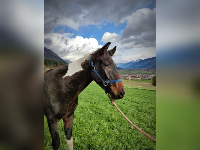 Pintos Étalon 3 Ans 155 cm Pinto in Thaur