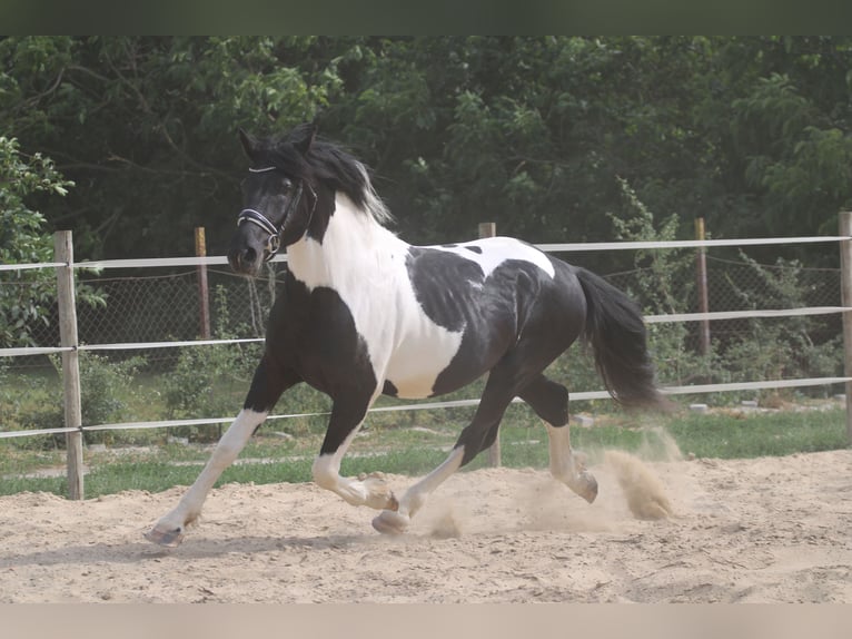 Pintos Croisé Étalon 3 Ans 162 cm Pinto in Abda