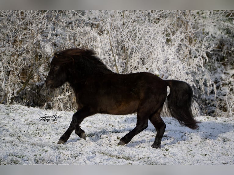 Pintos Étalon 3 Ans Léopard in Homberg (Efze)