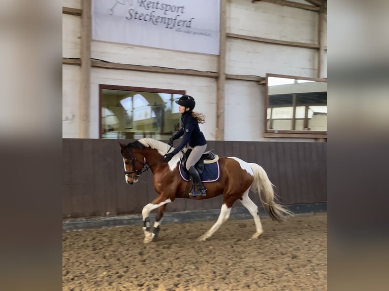 Pintos Étalon 5 Ans 147 cm Pinto in Schierensee