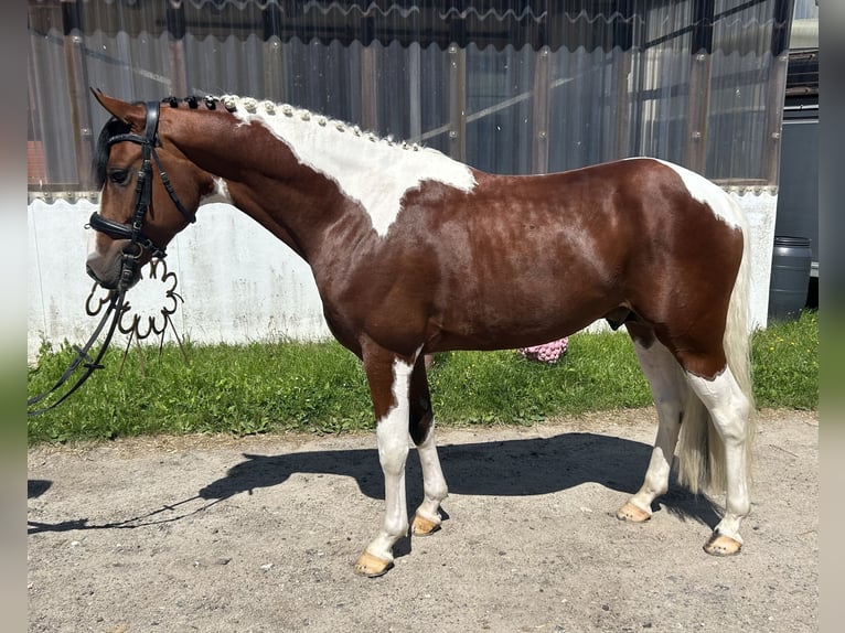 Pintos Étalon 5 Ans 147 cm Pinto in Schierensee