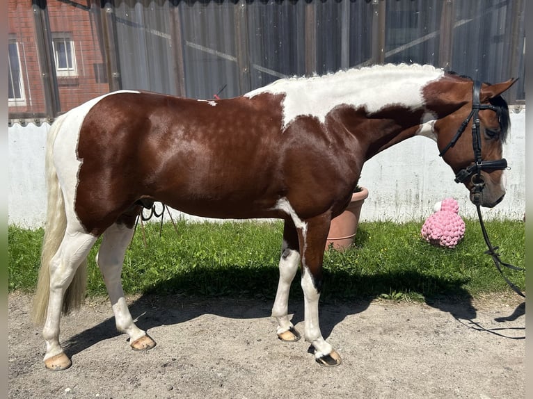 Pintos Étalon 5 Ans 147 cm Pinto in Schierensee