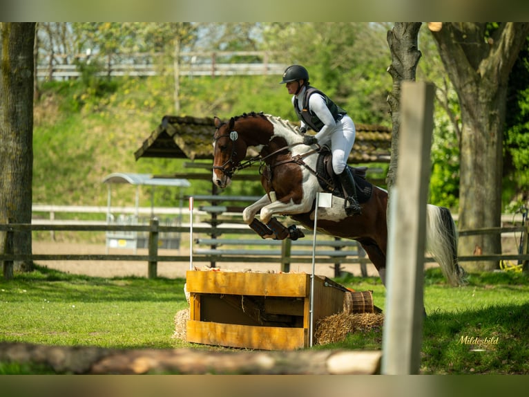 Pintos Étalon 5 Ans 165 cm Pinto in Leer (Ostfriesland)
