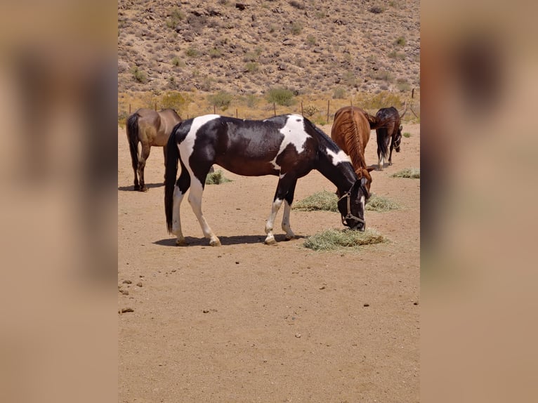 Pintos Étalon 8 Ans 152 cm Tobiano-toutes couleurs in Golden Valley