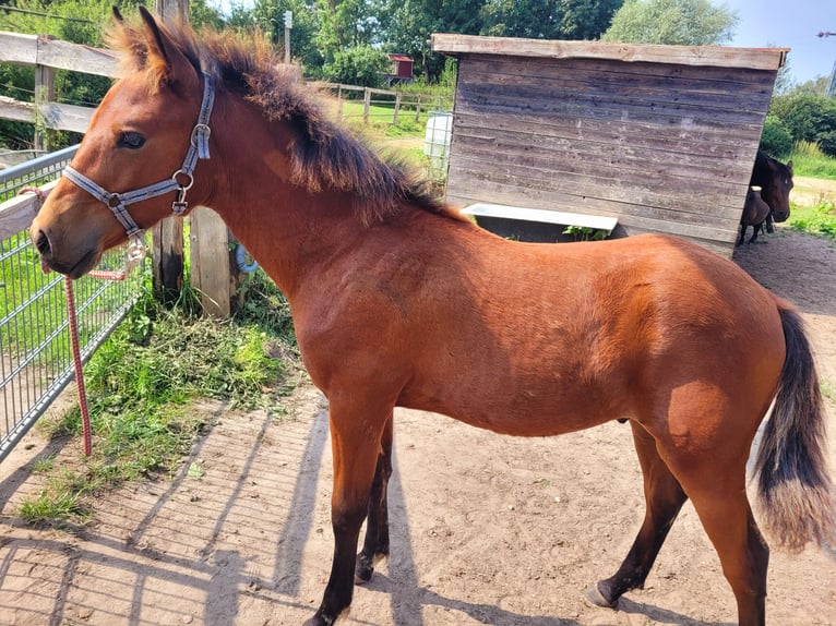 Pintos Étalon Poulain (03/2024) 115 cm Bai in Glasin