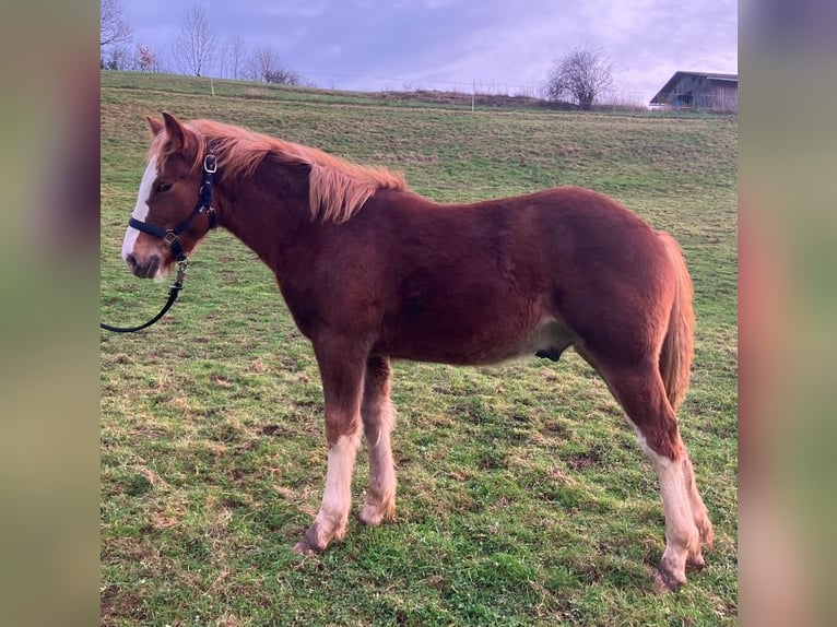 Pintos Étalon Poulain (04/2024) 130 cm Alezan in Frankenau