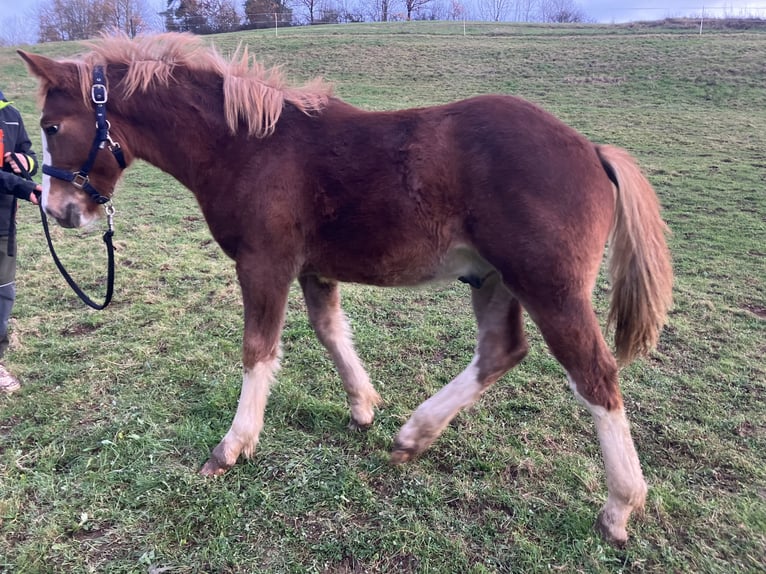 Pintos Étalon Poulain (04/2024) 130 cm Alezan in Frankenau