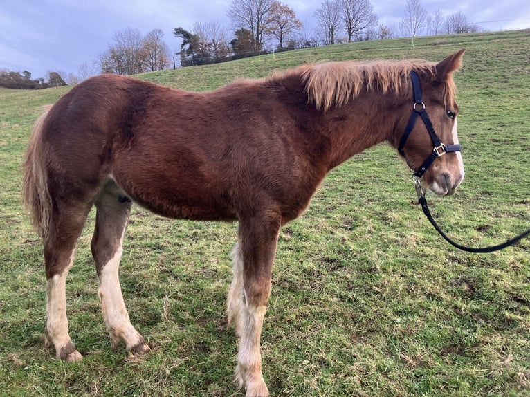 Pintos Étalon Poulain (04/2024) 130 cm Alezan in Frankenau