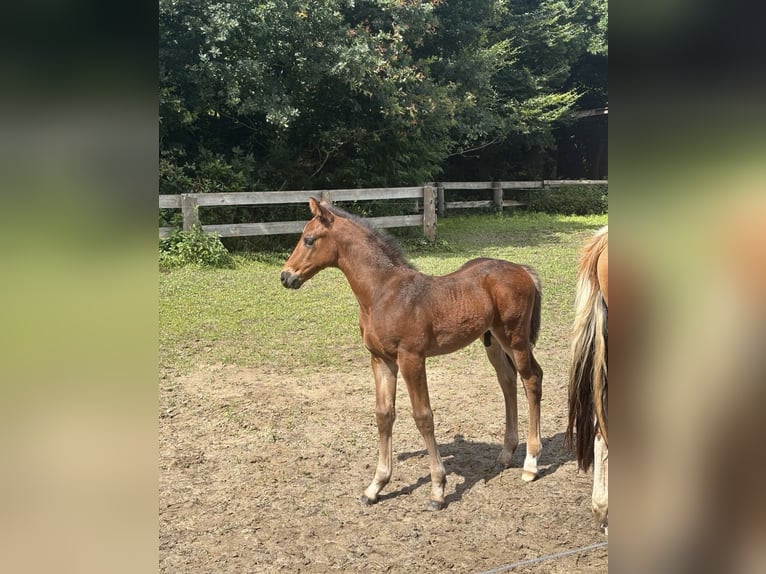 Pintos Étalon Poulain (06/2025) 160 cm Bai brun in Holste