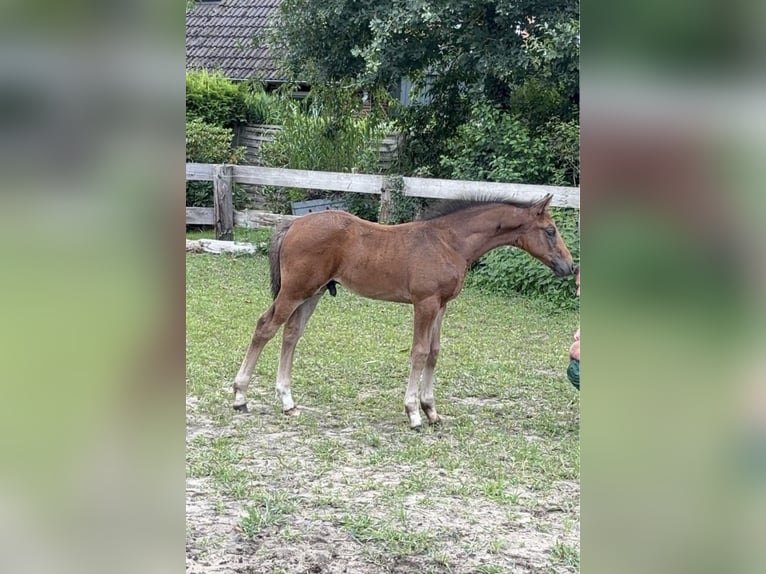 Pintos Étalon Poulain (06/2025) 160 cm Bai brun in Holste