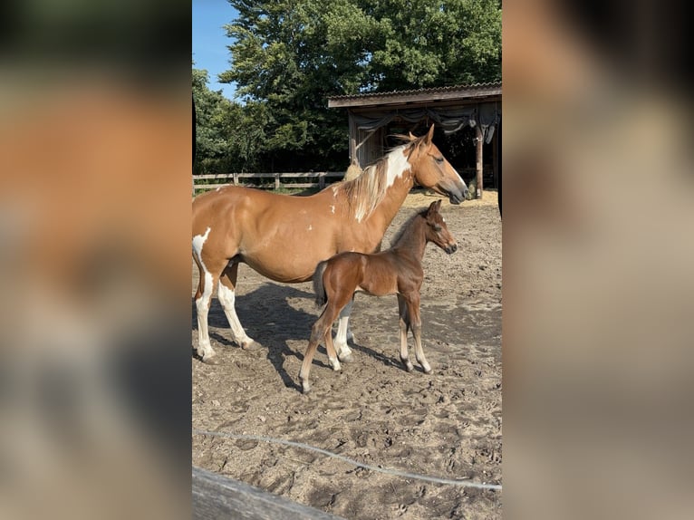 Pintos Étalon Poulain (06/2025) 160 cm Bai brun in Holste