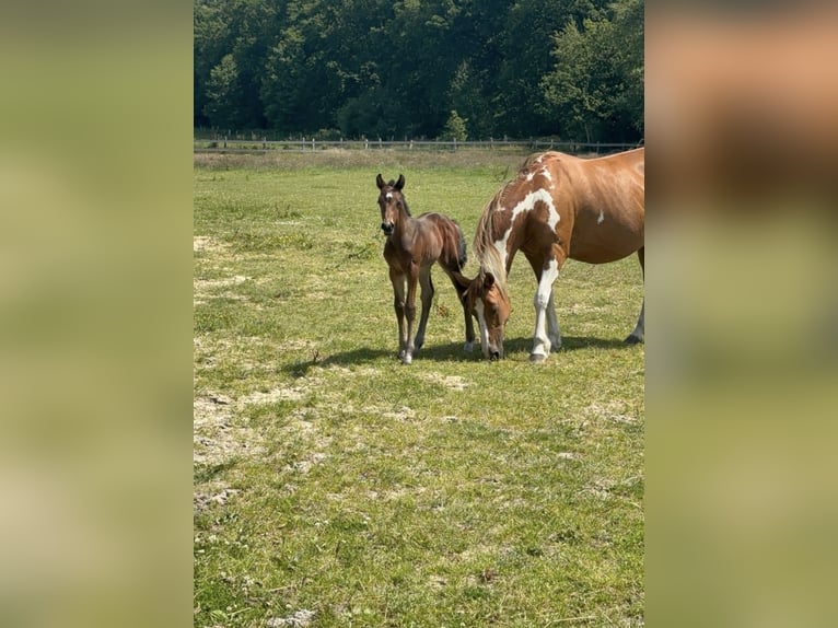 Pintos Étalon Poulain (06/2025) 160 cm Bai brun in Holste
