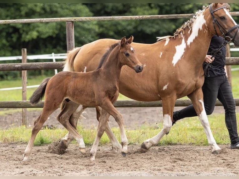 Pintos Étalon Poulain (06/2025) 160 cm Bai brun in Holste