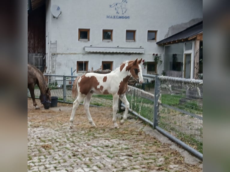 Pintos Croisé Étalon  160 cm Pinto in Geretsberg