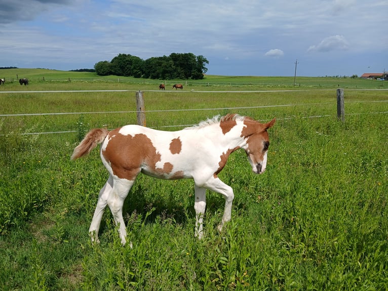 Pintos Croisé Étalon  160 cm Pinto in Geretsberg