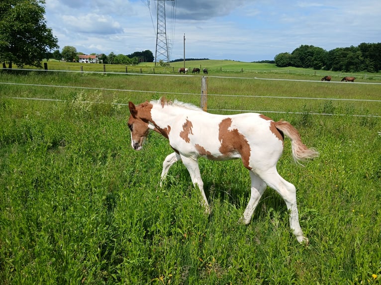 Pintos Croisé Étalon  160 cm Pinto in Geretsberg