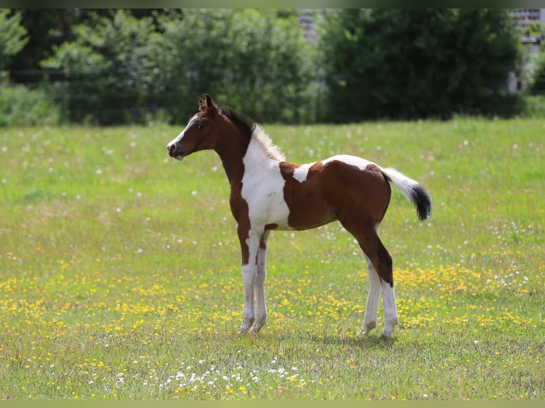 Pintos Étalon Poulain (03/2025) 165 cm Tobiano-toutes couleurs in Wanderup
