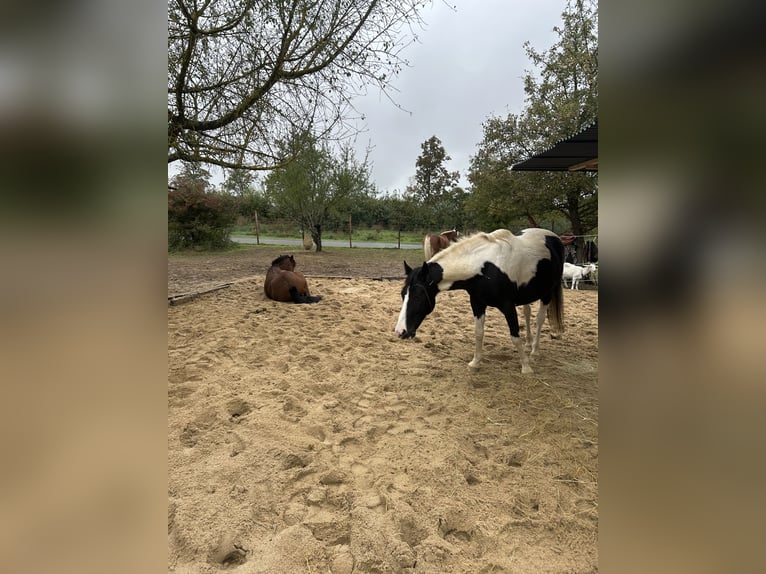 Pintos Gelding 10 years 14,3 hh Pinto in Petersberg