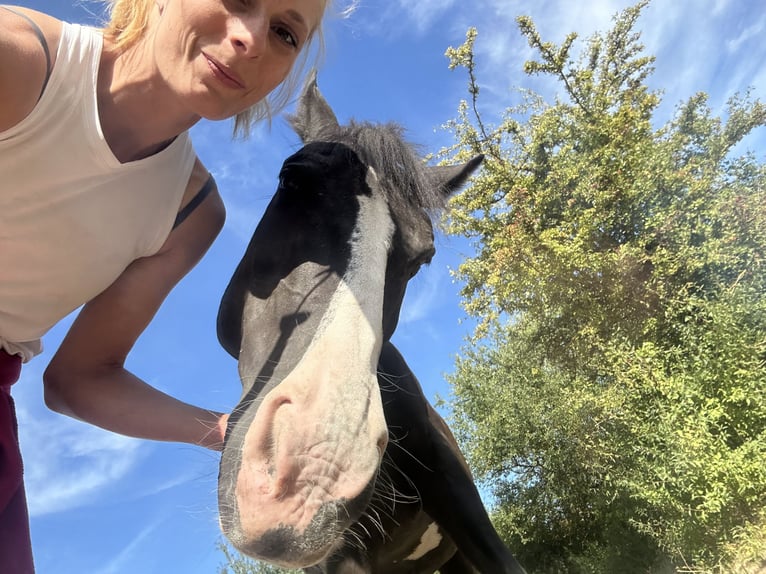 Pintos Gelding 10 years 14,3 hh Pinto in Petersberg