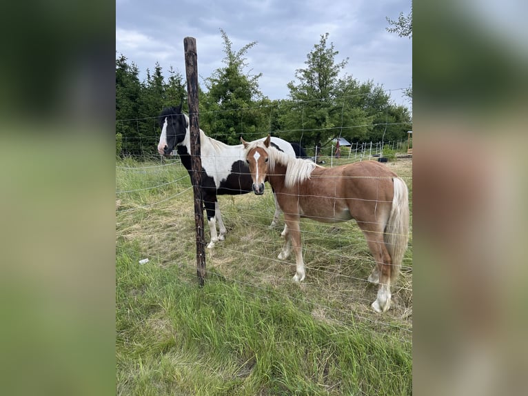 Pintos Gelding 10 years 14,3 hh Pinto in Petersberg