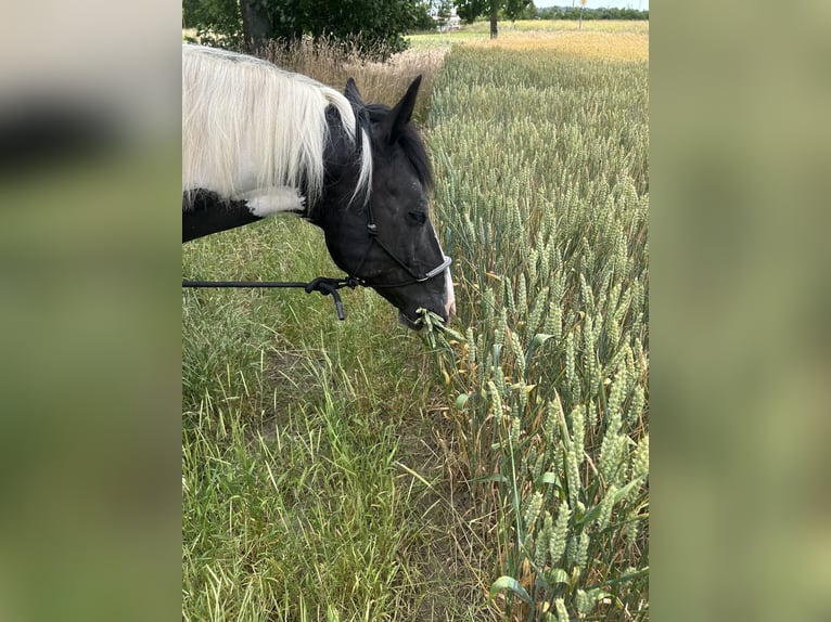 Pintos Gelding 10 years 14,3 hh Pinto in Petersberg